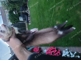 Hob ferret
