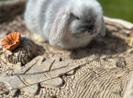 Mini lop magpie for sale