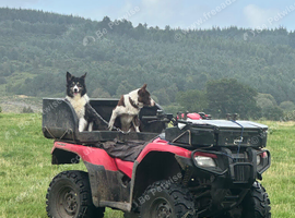 2 border colllie bitches failed sheepdogs