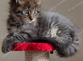Mainecoon x Norwegin Forest