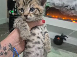 Beautiful litter of kittens
