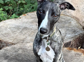 Stunning Affection Female Whippet 1 Year