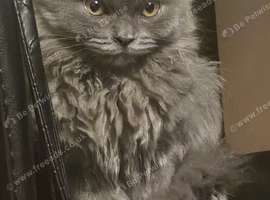 Beautiful scottish fold x ragdoll kitten