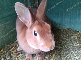 Mini Rex Boy