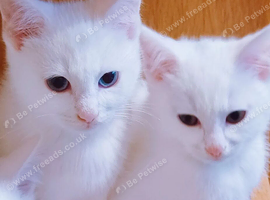 2 white kittens