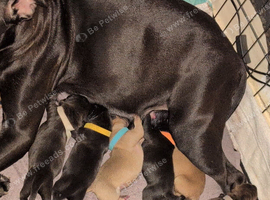 Staffordshire bull terrier x puppies