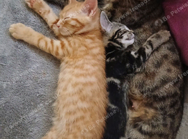 Bengal/tabby kittens