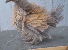 6 young bantam chickens