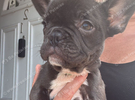1 girl pup left out of a litter of 8