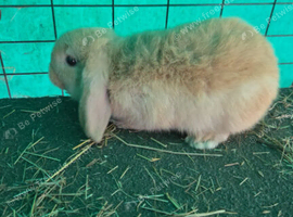 Bunny boy mini lop