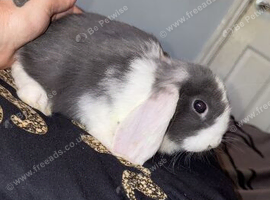 Beautiful baby rabbit