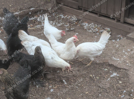 Utility white leghorn pullets, white stars