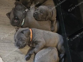 Stunning Blue Coats & Exceptional Family Companions