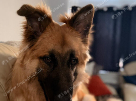 German Shefford looking for forever home
