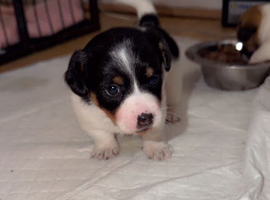Stunning jackrussells female puppy&rsquo;s