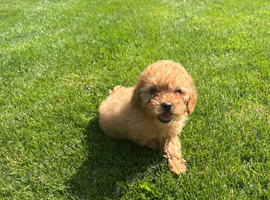 Female KC Reg miniature poodle puppy