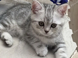 British shorthair silver tabby