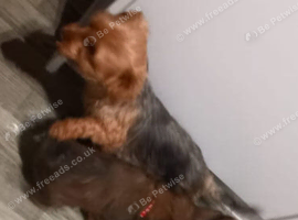 Imperial shih tzu x Yorkshire terrier puppys