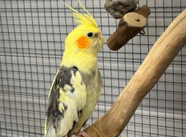 Male cockatiels