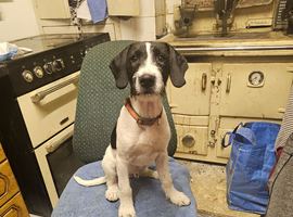 1 springer spaniel x fox terrier pups available
