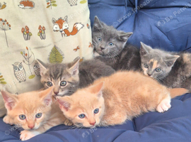 Beautiful British shorthair cross kittens for sale