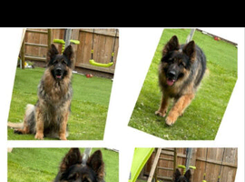 Beautiful German shepherd