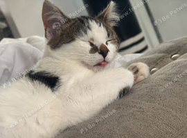 13 weeks kitten