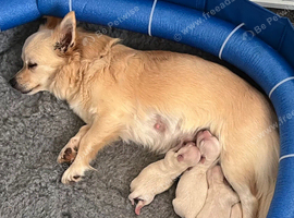 Longhaired chihuahua puppies