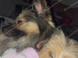 Shitzu x pomeranian