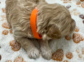 Gorgeous Cockapoo Puppies &ndash; 2 Males & 4 Females
