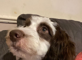 Pippa 10 month old