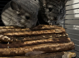 Beautiful chinchillas for sale