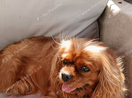 Cavalier king Charles spaniel