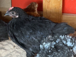 5-7 week old chicks mixed breeds