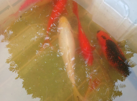 Pond fish for sale