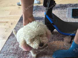 Bichon frise /toy poodle mix