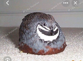 Button quail