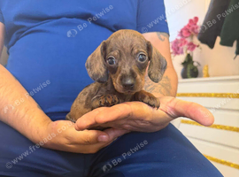 Miniature Dachshund