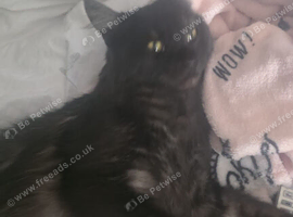 Very rare nebelung x mainecoon