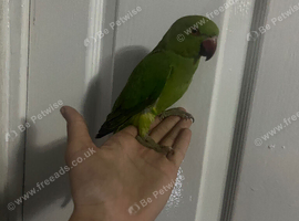 3x tame ringnecks