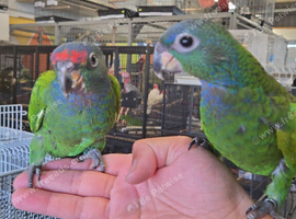 Hand reared super friendly Blue headed pionus