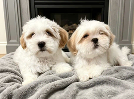 Shitzu puppyies