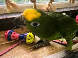 Yellow crowned Amazon 2 yr old male