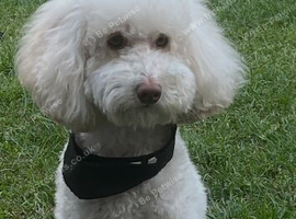 Beautiful cream miniature poodle for stud