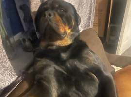 Re homing Rottweiler