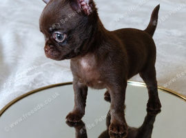 Tiny Chocolate smooth coat Chihuahua babies