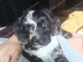 Merle Male Cockapoo | 10 Weeks