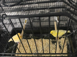 Canaries