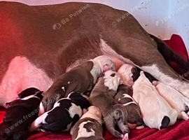 Fabulous litter of 10