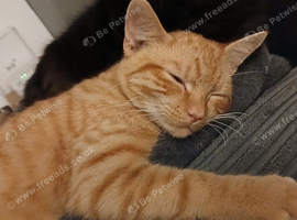 Beautiful loving boy.. mixed maine coon